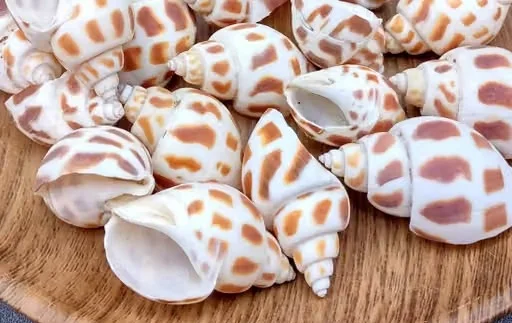 Marine gastropod mollusks are easily recognizable by their distinctive pattern of brown, square-shaped spots or markings set against a creamy white shell. image 3