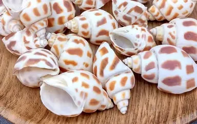 Marine gastropod mollusks are easily recognizable by their distinctive pattern of brown, square-shaped spots or markings set against a creamy white shell. thumbnail 2