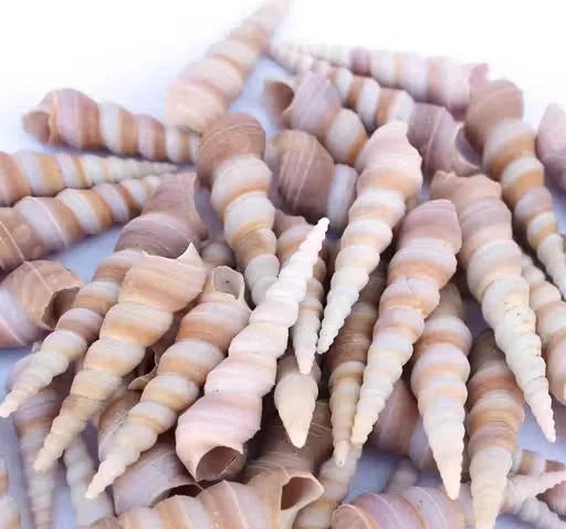 Natural Spiral Tower Shells for Home Decor, Aquarium Decoration & DIY Craft Projects – Pack of 50 | Assorted Sea Shells for Vase Fillers, Beach Crafts & Coastal Décor image 2