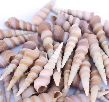 Natural Spiral Tower Shells for Home Decor, Aquarium Decoration & DIY Craft Projects – Pack of 50 | Assorted Sea Shells for Vase Fillers, Beach Crafts & Coastal Décor thumbnail 1