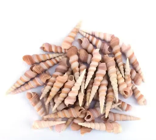 Natural Spiral Tower Shells for Home Decor, Aquarium Decoration & DIY Craft Projects – Pack of 50 | Assorted Sea Shells for Vase Fillers, Beach Crafts & Coastal Décor image 3