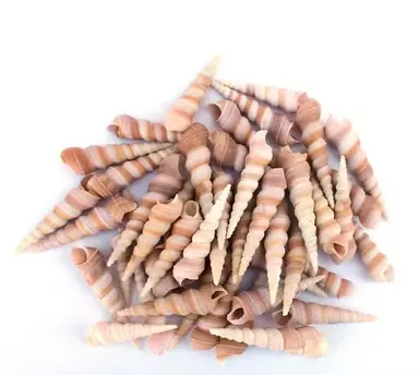 Natural Spiral Tower Shells for Home Decor, Aquarium Decoration & DIY Craft Projects – Pack of 50 | Assorted Sea Shells for Vase Fillers, Beach Crafts & Coastal Décor thumbnail 2