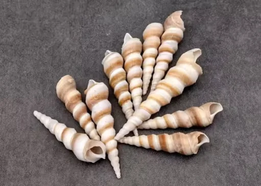 Natural Spiral Tower Shells for Home Decor, Aquarium Decoration & DIY Craft Projects – Pack of 50 | Assorted Sea Shells for Vase Fillers, Beach Crafts & Coastal Décor image 4