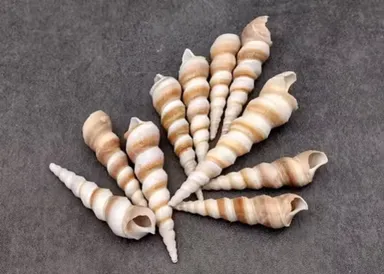 Natural Spiral Tower Shells for Home Decor, Aquarium Decoration & DIY Craft Projects – Pack of 50 | Assorted Sea Shells for Vase Fillers, Beach Crafts & Coastal Décor thumbnail 3