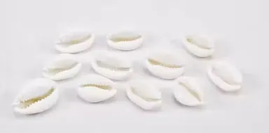 White Cowrie Kaudi Shell Beads 10-16mm Open Back for Threading, Jewellery Making, DIY Craft & Home Decoration, 100 Pcs with Free Haridwar Brahmkund Gangajal 60ml thumbnail 2
