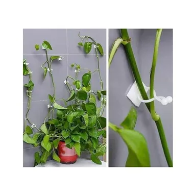 Plant Support Clips Pack of 30 – Plastic Plant Holder Clips for Money Plant, Rose, Creeper, Tomato & Vegetable Plants | Easy Vine Climbing Support Clips for Home Garden, Balcony & Indoor Plants thumbnail 2