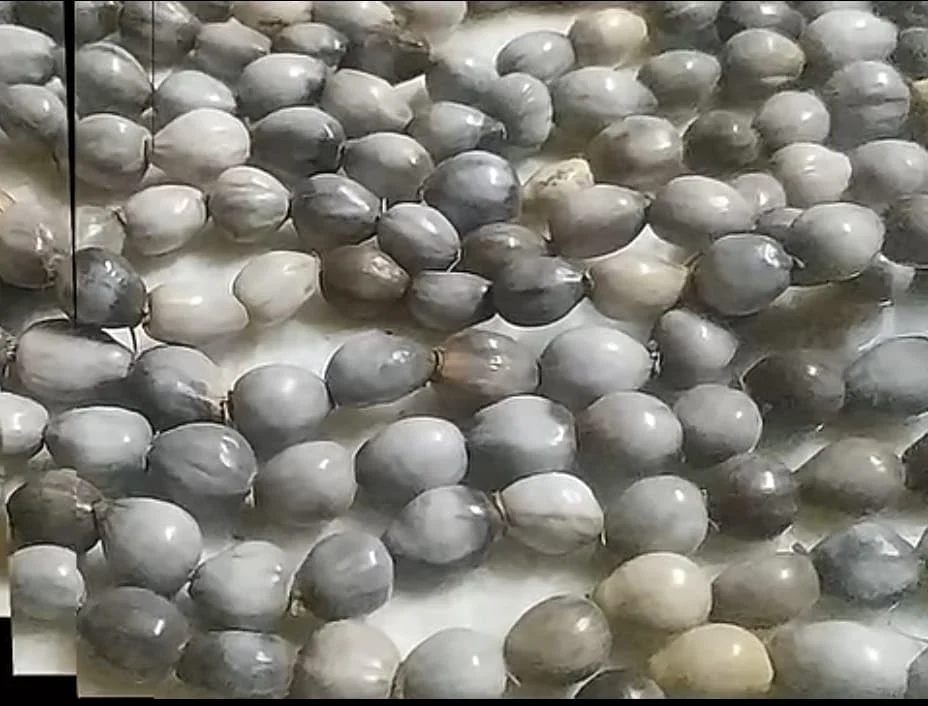 Vaijanti Seeds, Vaijanti Plant Seeds, Vaijanti Mala, Sacred Seeds, Gardening Seeds, Religious Seeds, Puja Items, Meditation Accessories, 108 Seed Bracelet, Natural Seeds, Decorative Plant Seeds, Spiritual Gift, Garden Supplies, Varsha Creation image 2