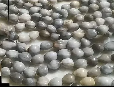 Vaijanti Seeds, Vaijanti Plant Seeds, Vaijanti Mala, Sacred Seeds, Gardening Seeds, Religious Seeds, Puja Items, Meditation Accessories, 108 Seed Bracelet, Natural Seeds, Decorative Plant Seeds, Spiritual Gift, Garden Supplies, Varsha Creation thumbnail 1