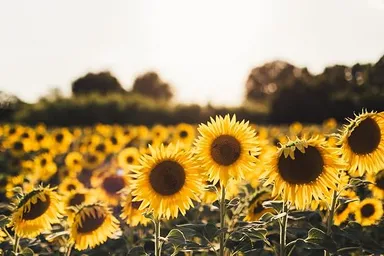 Yellow Sunflower Seeds for Planting – High Germination Non-GMO Garden Flower Seeds for Large Bright Blooms, Home Garden, Balcony Pots & Outdoor Landscaping thumbnail 2