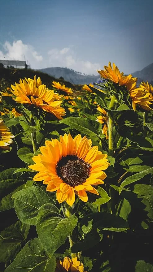 Yellow Sunflower Seeds for Planting – High Germination Non-GMO Garden Flower Seeds for Large Bright Blooms, Home Garden, Balcony Pots & Outdoor Landscaping image 4